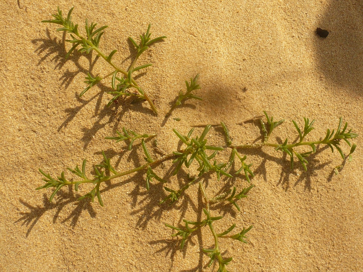 Suaeda maritima subsp. maritima (Amaranthaceae)